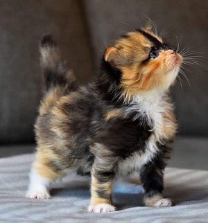 cutest2.jpg