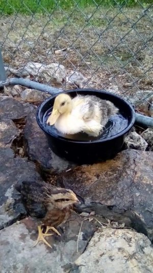 2022-04-29 Bonnie and Chelveston.jpg 2022-04-29 Bonnie and Chelveston.jpg