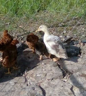 IMG_20220508_170203_kindlephoto-72537298.jpg IMG_20220508_170203_kindlephoto-72537298.jpg