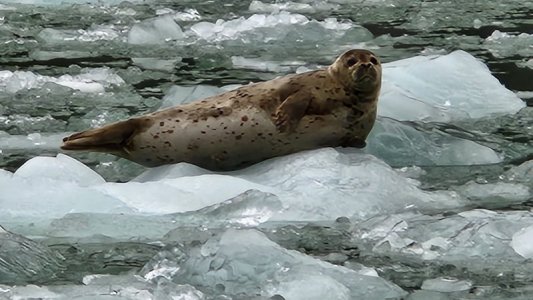 Seal.jpeg