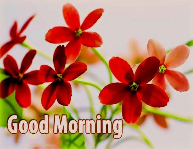 good-morning-flower-images-free-download.jpg