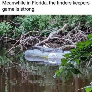 gator fun.jpg