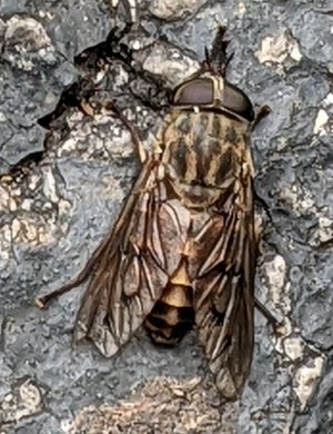 Is this Tabanus sudeticus.jpg