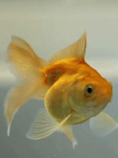 d3e4ad48d9521530a35dbdb567183cb1[1].gif