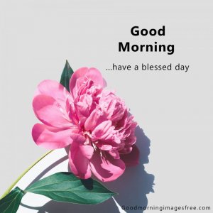 Free-Good-Morning-Flower-Images-HD-Wallpaper-Download.jpg