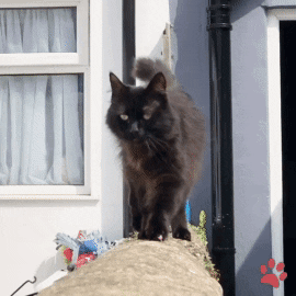 DA84235D-5B00-4E7D-BA39-CFCFF85719CD.gif