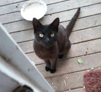 cool cat in black.jpg