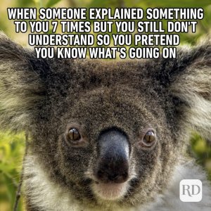 Koala-new.jpg