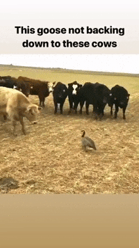 Goose.gif