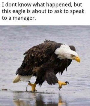 eaglesptoamanager.jpg