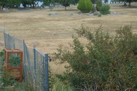 bambi  hiding 2.jpg