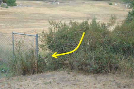 bambi hiding.jpg