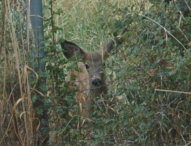 bambi.jpg