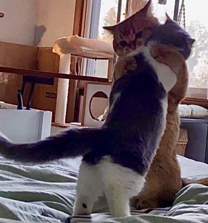 new hug hugs.jpg