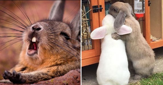share-funny-rabbits-1[1].jpg