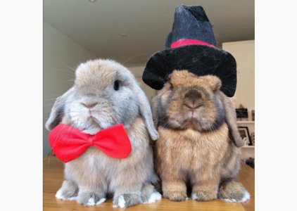 alfie-and-biscuit-instagram-funny-bunnies[1].jpg