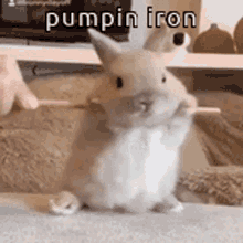 animals-with-captions-pumpin-iron[1].gif