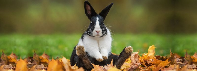 funny-bunny-names_1200x630[1].jpg