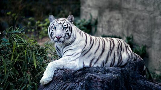beautiful-white-tiger-blue-eyes-lies-stone-beautiful-white-tiger-blue-eyes-lies-stone-174859830.jpg
