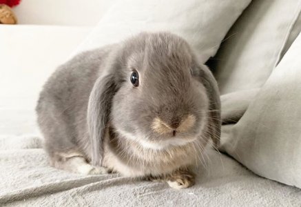 funny-rabbit-names[1].jpg