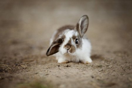 silly-looking-bunny[1].jpg