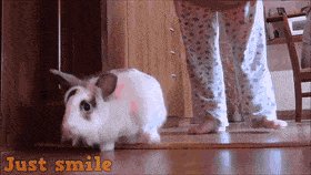 DelightfulBlackAntbear-max-1mb[1].gif