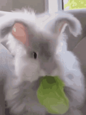 bunny-eating[1].gif