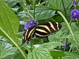 pretty butterfly at Canadian Butterfly aviary.jpg