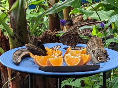 moths eating oranges.jpg