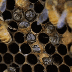 DE349465-C1D5-4C91-9B7B-BF4FDB117BDD.gif