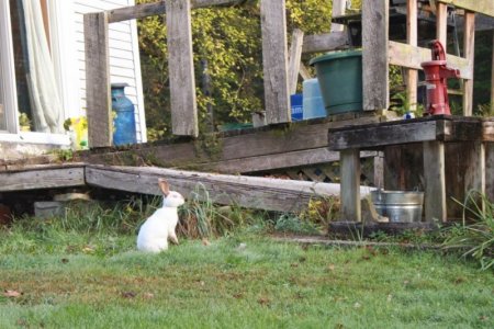 bunny_pump_crp.jpg