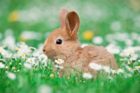 bunny-photos[1].jpg