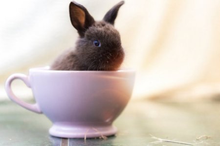 bunny-pictures[1].jpg
