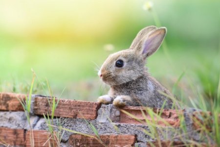bunny-picture[1].jpg