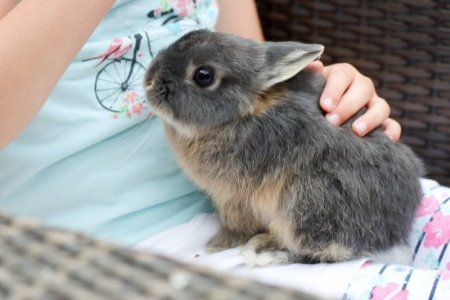 bunny-photo[1].jpg