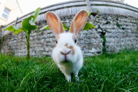 pictures-of-bunny[1].jpg