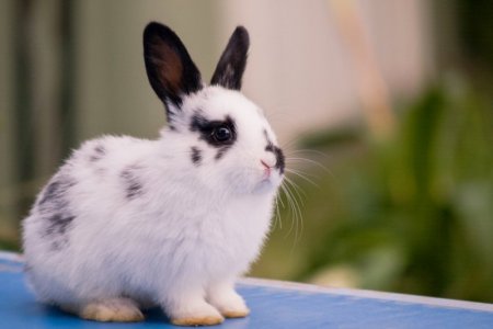 bunny-rabbit-photo[1].jpg