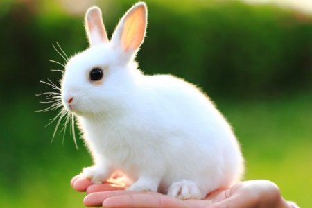 photos-of-bunny[1].jpg