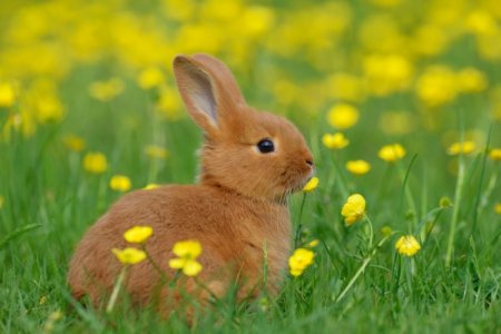 bunny-rabbit-picture[1].jpg