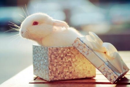 bunny-rabbits[1].jpg