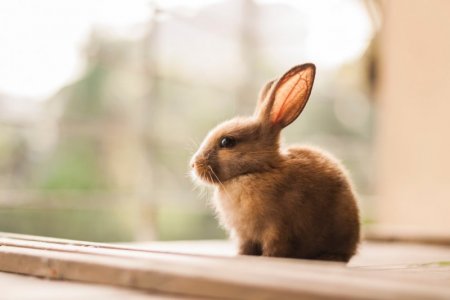 bunny-rabbit[1].jpg