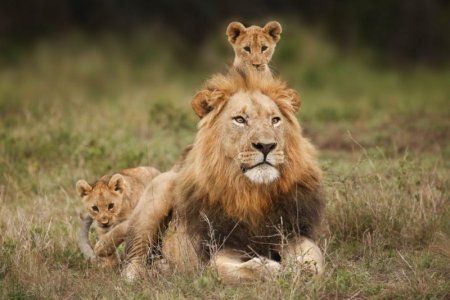 lion 3 cubs.jpg