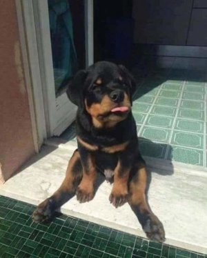 cutedoggie.jpg