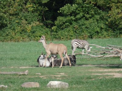 Columbus Zoo (45).JPG