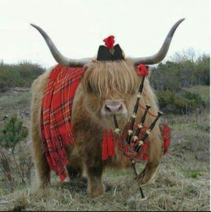 98cac68a75553cf0346bbba37c2caecb--sport-tartan.jpg