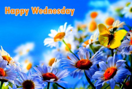 wed0.jpeg