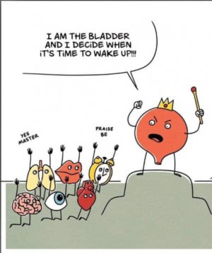 bladder.jpg