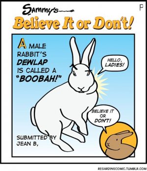 boobah.jpg
