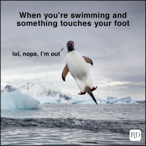 when-youre-swimming-animal-meme-453588343-1.jpg