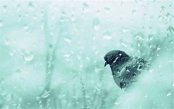 coolbird.jpg